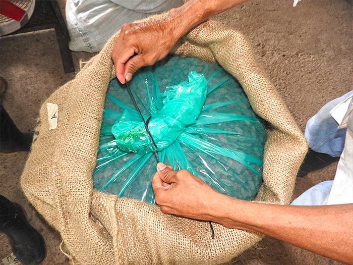 Imagen de cacao en grano empacado en costales para su almacenamiento.