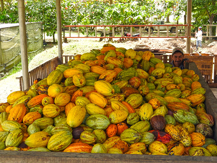 Fruto de cacao listo para el procesamiento.