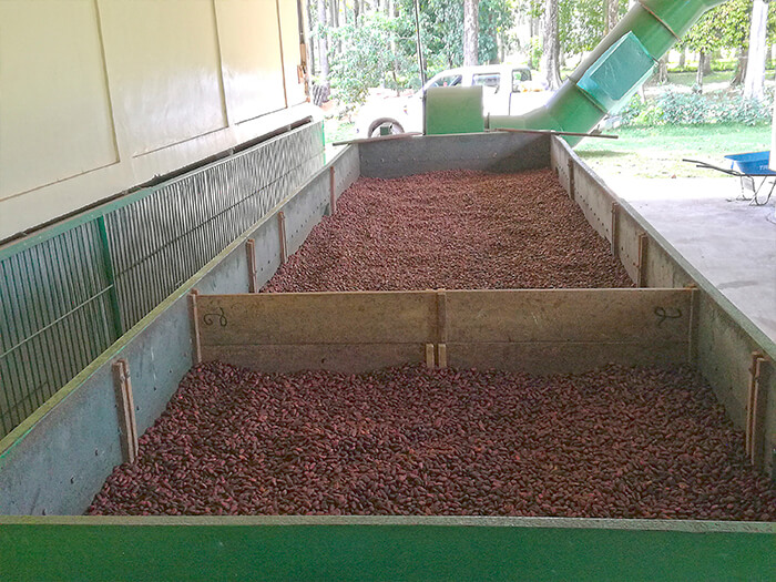 Grano de cacao seco listo para la molienda.