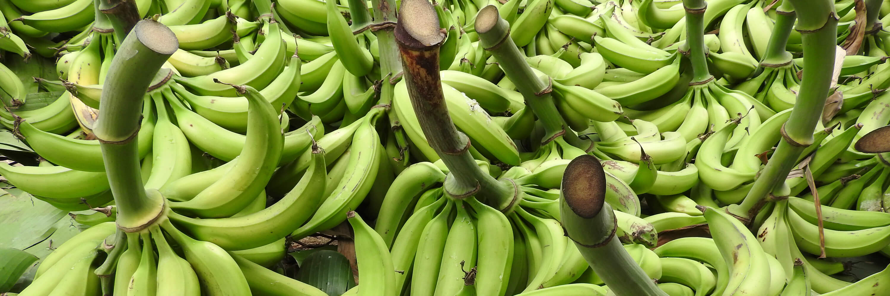 Racimos de plátano de la variedad FHIA-21