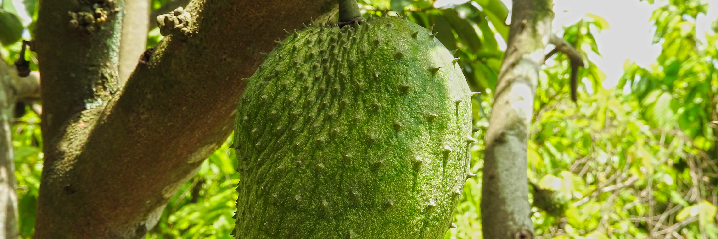 Fruto de guanabana