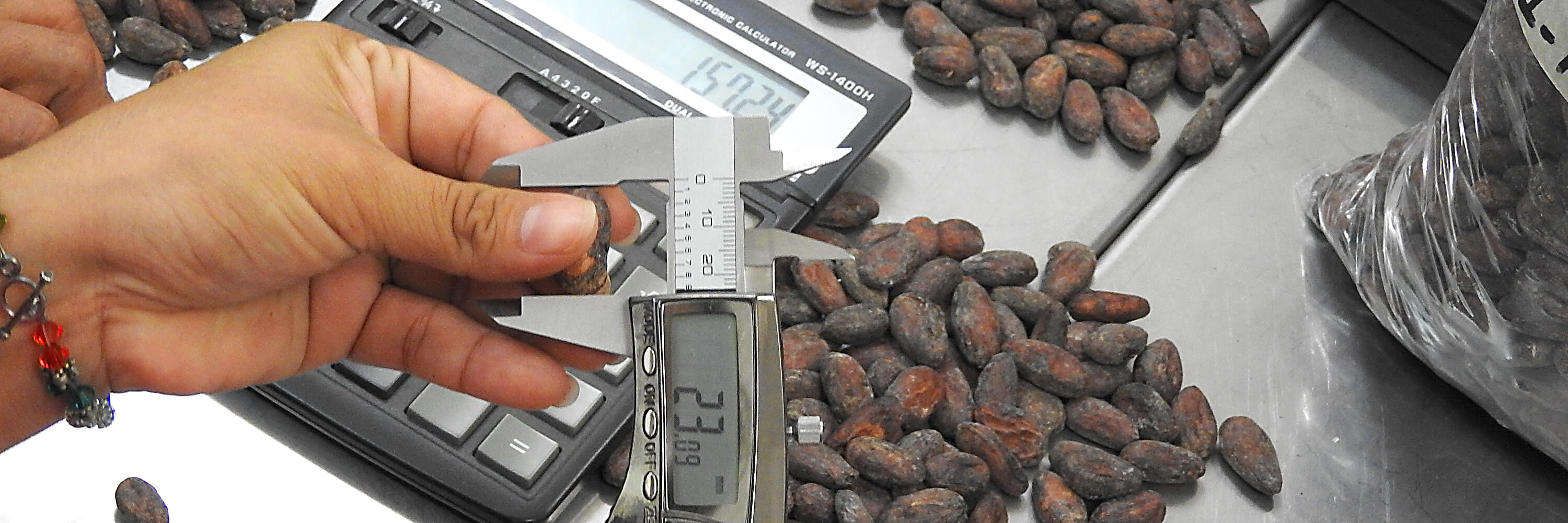 Toma de medidas del grano de cacao