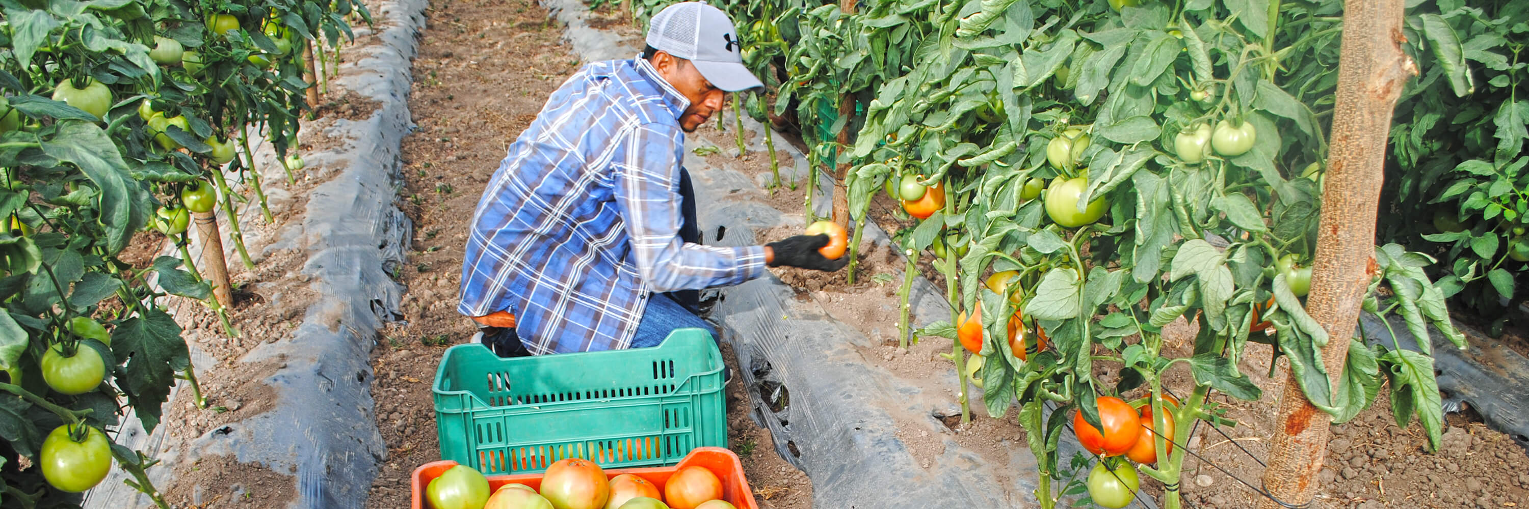 Cultivo de tomate manzano